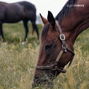 equithrive-vitamin-e-pellets-for-horses--6.jpg