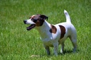 oral-care-for-dogs-bad-breath---probioti-4.jpg