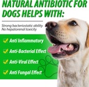 generic-antibiotics-for-dogs-dog-antibio-3.jpg