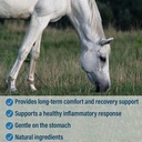 absorbine-bute-less-long-term-horse-comf-5.jpg