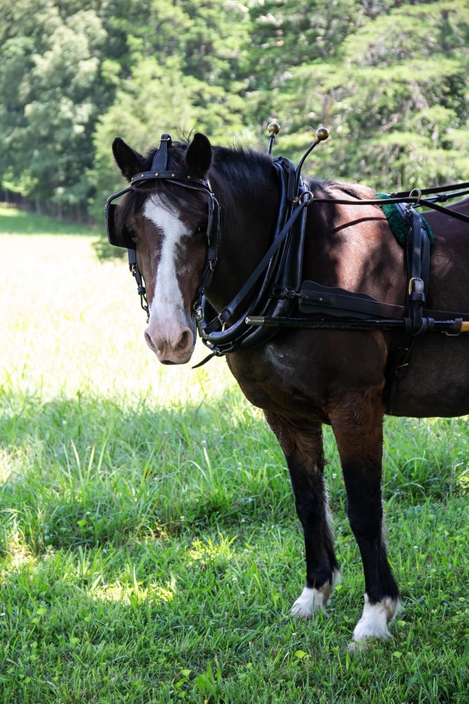 new-country-organics-performance-horse-f-2.jpg