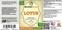 lotus-xi-xin-nelumbo-nucifera-dried-stem-2.jpg