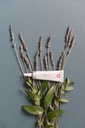 doterra-correct-x-essential-ointment---2-2.jpg