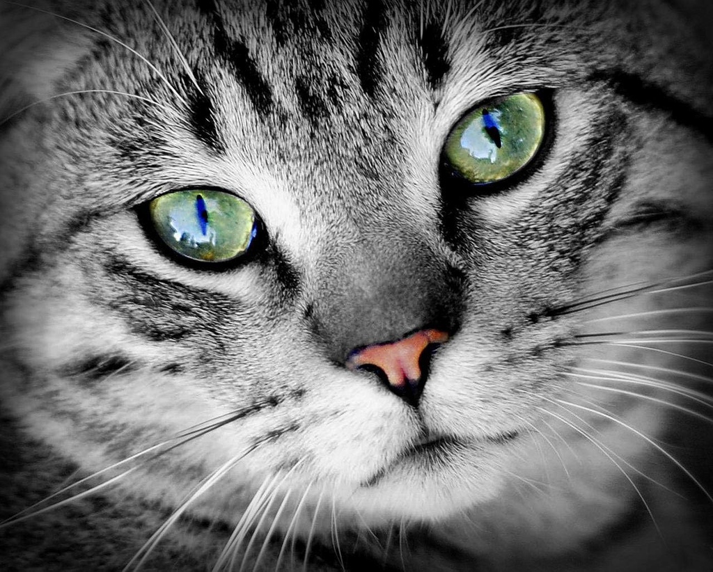 cat-eye-vitamins---cats-eye-health-compl-3.jpg
