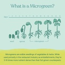 true-grace-broccoli-microgreens---04-oz--4.jpg