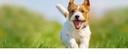immune-support-vitamins---dogs-immune-su-5.jpg