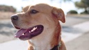 oral-care-for-dogs-bad-breath---dog-teet-3.jpg
