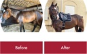 healthycoat-feed-supplement-for-horses-2-2.jpg