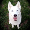 dogs-eye-vitamins---dogs-eye-health-form-3.jpg