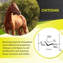 gastromend-xc-100-natural-equine-stomach-2.jpg