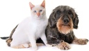 cat-uti-pain-relief---pets-urinary-healt-3.jpg