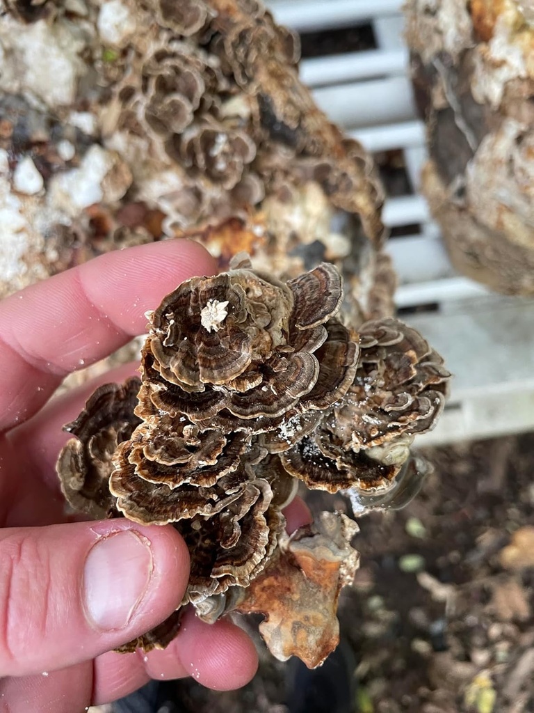 organic-lions-mane-turkey-tail-tincture--4.jpg