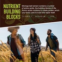 strong-earth---moringa-gummies-400mg---s-3.jpg