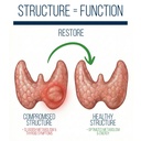 dr-westin-childs-thyroid-nodule-support--3.jpg