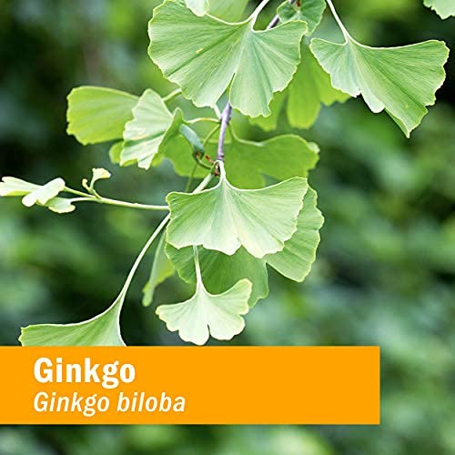 herb-pharm-certified-organic-ginkgo-bilo-5.jpg