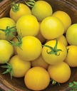 Willvine Honey Delight Hybrid Tomato 120 Seeds for Planting