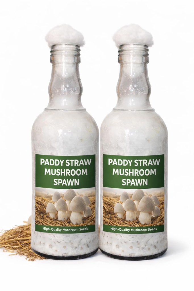 Paddy Straw Mushroom Spawn, 400g Bottle, High-Yield Mycelium for Fast and Reliable Cultivation