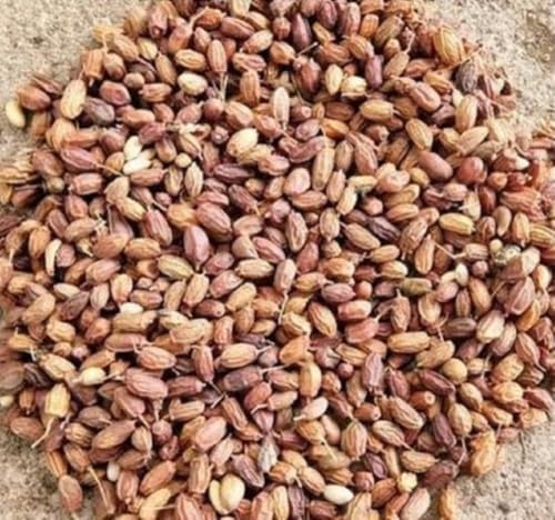 Neem Seeds (Nimboli), Azadirachta indica, Natural Ayurvedic Herb, for Skin, Hair, Blood Purification and Immunity (50 g)