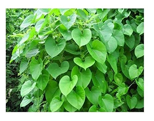 Giloy/Neem Giloy Fresh Herbal 50 Leaves, Indoor/Outdoor - Live Plant