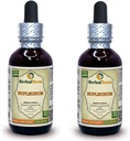 Bupleurum (Bupleurum Chinense) Tincture, Organic Dried Root Liquid Extract (Brand Name: HerbalTerra, Proudly Made in USA) 2x2 fl.oz (2x60 ml)