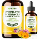 Lymphatic Drainage Drops - Herbal Cleanse Support with Echinacea, Dandelion, Burdock Root - Immunity & Circulation, Sugar Free, Natural Flavor, Non GMO