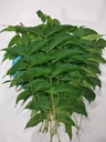 Aim Fresh Pure Organic Neem Leaves 300 gm Nimba Pati Indian Lilac Neem Patra