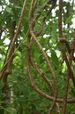 Fresh Neem Giloy Sticks (100-Inch Long) – Premium Fresh Guduchi Stems for Immunity Booster & Ayurvedic Wellness – Handpicked Natural Tinospora Cordifolia